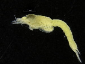  ( - ZMBN_116681)  @11 [ ] CreativeCommons - Attribution Non-Commercial Share-Alike (2017) University of Bergen Natural History Collections
