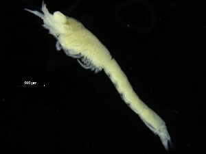  ( - ZMBN_116690)  @11 [ ] CreativeCommons - Attribution Non-Commercial Share-Alike (2017) University of Bergen Natural History Collections