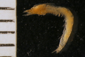  (Pseudomma sp - ZMBN_126233)  @11 [ ] CreativeCommons - Attribution Non-Commercial Share-Alike (2018) University of Bergen Natural History Collections