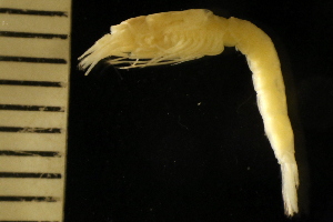  ( - ZMBN_126247)  @11 [ ] CreativeCommons - Attribution Non-Commercial Share-Alike (2018) University of Bergen Natural History Collections