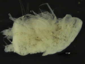  (Aspidarachna clypeata - ZMBN_126368)  @11 [ ] CreativeCommons - Attribution Non-Commercial Share-Alike (2019) University of Bergen Natural History Collections
