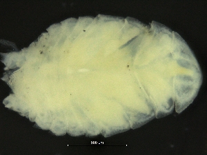  ( - ZMBN_126380)  @11 [ ] CreativeCommons - Attribution Non-Commercial Share-Alike (2019) University of Bergen Natural History Collections