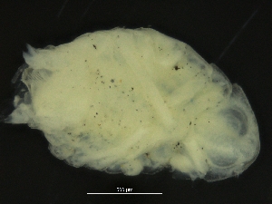  ( - ZMBN_126380)  @11 [ ] CreativeCommons - Attribution Non-Commercial Share-Alike (2019) University of Bergen Natural History Collections