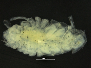  ( - ZMBN_126381)  @11 [ ] CreativeCommons - Attribution Non-Commercial Share-Alike (2019) University of Bergen Natural History Collections