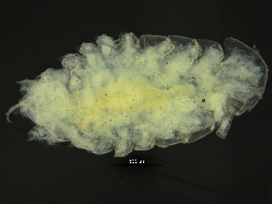  ( - ZMBN_126381)  @11 [ ] CreativeCommons - Attribution Non-Commercial Share-Alike (2019) University of Bergen Natural History Collections