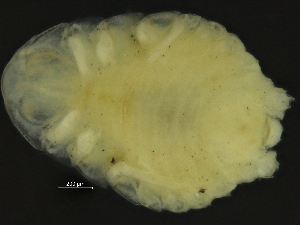  ( - ZMBN_126382)  @11 [ ] CreativeCommons - Attribution Non-Commercial Share-Alike (2019) University of Bergen Natural History Collections
