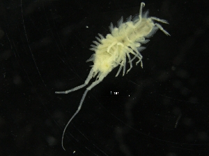  ( - ZMBN_126412)  @11 [ ] CreativeCommons - Attribution Non-Commercial Share-Alike (2019) University of Bergen Natural History Collections