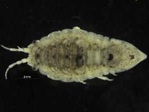  ( - ZMBN_126415)  @11 [ ] CreativeCommons - Attribution Non-Commercial Share-Alike (2019) University of Bergen Natural History Collections