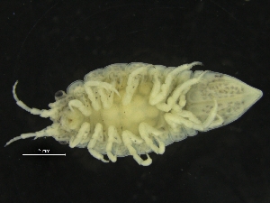  ( - ZMBN_126415)  @11 [ ] CreativeCommons - Attribution Non-Commercial Share-Alike (2019) University of Bergen Natural History Collections