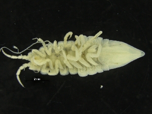  ( - ZMBN_126416)  @11 [ ] CreativeCommons - Attribution Non-Commercial Share-Alike (2019) University of Bergen Natural History Collections