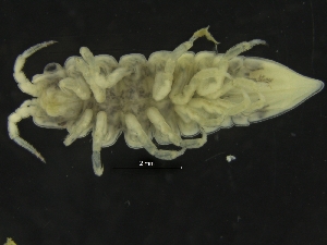  ( - ZMBN_126417)  @11 [ ] CreativeCommons - Attribution Non-Commercial Share-Alike (2019) University of Bergen Natural History Collections