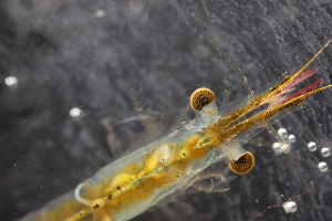  ( - ZMBN_130421)  @11 [ ] CreativeCommons - Attribution Non-Commercial Share-Alike (2019) University of Bergen Natural History Collections