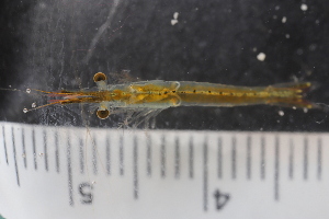  ( - ZMBN_130421)  @11 [ ] CreativeCommons - Attribution Non-Commercial Share-Alike (2019) University of Bergen Natural History Collections