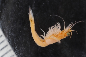  ( - ZMBN_130422)  @11 [ ] CreativeCommons - Attribution Non-Commercial Share-Alike (2019) University of Bergen Natural History Collections