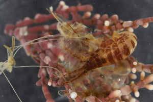  ( - ZMBN_130435)  @11 [ ] CreativeCommons - Attribution Non-Commercial Share-Alike (2019) University of Bergen Natural History Collections