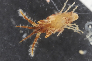  ( - ZMBN_130435)  @11 [ ] CreativeCommons - Attribution Non-Commercial Share-Alike (2019) University of Bergen Natural History Collections
