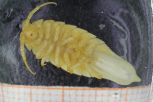  ( - ZMBN_130458)  @11 [ ] CreativeCommons - Attribution Non-Commercial Share-Alike (2019) University of Bergen Natural History Collections