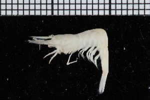  (Hippolyte varians - ZMBN_98479)  @14 [ ] CreativeCommons - Attribution Non-Commercial Share-Alike (2015) University of Bergen University of Bergen, Natural History Collection