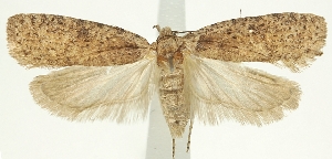  (Agonopterix japonica - MFN-29134-H08)  @11 [ ] CreativeCommons - Attribution Non-Commercial Share-Alike (2016) Peter Buchner Tiroler Landesmuseum