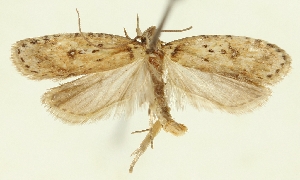  (Agonopterix archangelicella - MNINGA-29197-F11)  @11 [ ] CreativeCommons - Attribution Non-Commercial Share-Alike (2018) Peter Buchner Tiroler Landesmuseum