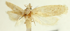  (Agonopterix farsensis - SMNK-29134-G01)  @11 [ ] CreativeCommons - Attribution Non-Commercial Share-Alike (2016) Peter Buchner Tiroler Landesmuseum