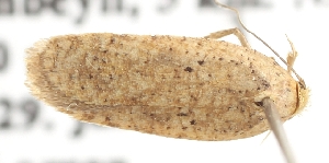  (Agonopterix xeranthemella - TLMF Lep 21991)  @13 [ ] CreativeCommons - Attribution Non-Commercial Share-Alike (2017) Peter Buchner Tiroler Landesmuseum