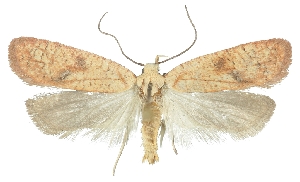  (Agonopterix abditella - TLMF Lep 23321)  @15 [ ] CreativeCommons - Attribution Non-Commercial Share-Alike (2018) Peter Buchner Tiroler Landesmuseum
