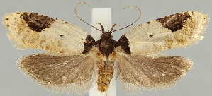  (Agonopterix costaemaculella - TLMF Lep 19004)  @11 [ ] CreativeCommons - Attribution Non-Commercial Share-Alike (2016) Peter Buchner Tiroler Landesmuseum
