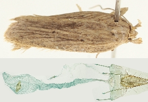  (Agonopterix subumbellana - TLMF Lep 19046)  @13 [ ] CreativeCommons - Attribution Non-Commercial Share-Alike (2016) Peter Buchner Tiroler Landesmuseum