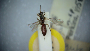  (Piogaster - UK006-E10)  @11 [ ] CreativeCommons Attribution (by)  The Trustees of the Natural History Museum, London Natural History Museum, London