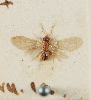  ( - UK005-A01)  @11 [ ] CreativeCommons Attribution (by)  The Trustees of the Natural History Museum, London Natural History Museum, London