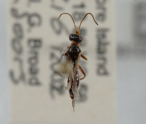  (Gelis cinctus - UK005-E01)  @11 [ ] CreativeCommons Attribution (by)  The Trustees of the Natural History Museum, London Natural History Museum, London