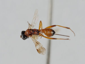  ( - UK005-F01)  @11 [ ] CreativeCommons Attribution (by)  The Trustees of the Natural History Museum, London Natural History Museum, London