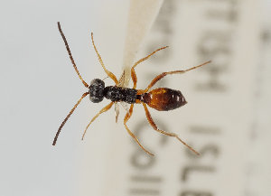  (Gelis balteatus - UK005-G01)  @11 [ ] CreativeCommons Attribution (by)  The Trustees of the Natural History Museum, London Natural History Museum, London