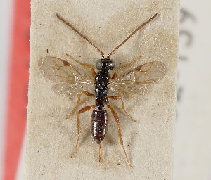  (Gelis nitidus - UK005-H01)  @11 [ ] CreativeCommons Attribution (by)  The Trustees of the Natural History Museum, London Natural History Museum, London