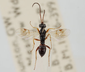  ( - UK005-A02)  @11 [ ] CreativeCommons Attribution (by)  The Trustees of the Natural History Museum, London Natural History Museum, London