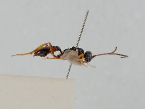  (Gelis rugifer - UK005-A02)  @11 [ ] CreativeCommons Attribution (by)  The Trustees of the Natural History Museum, London Natural History Museum, London