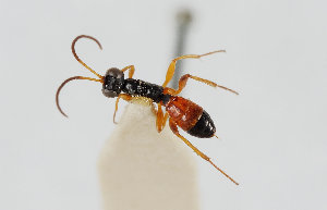  ( - UK005-B02)  @11 [ ] CreativeCommons Attribution (by)  The Trustees of the Natural History Museum, London Natural History Museum, London