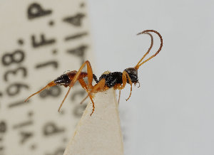  ( - UK005-B02)  @11 [ ] CreativeCommons Attribution (by)  The Trustees of the Natural History Museum, London Natural History Museum, London