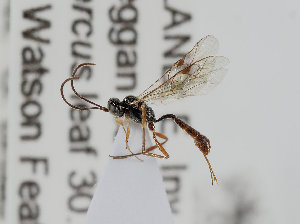  (Bathythrix strigosa - UK005-D02)  @11 [ ] CreativeCommons Attribution (by)  The Trustees of the Natural History Museum, London Natural History Museum, London