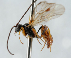  ( - UK005-E02)  @11 [ ] CreativeCommons Attribution (by)  The Trustees of the Natural History Museum, London Natural History Museum, London