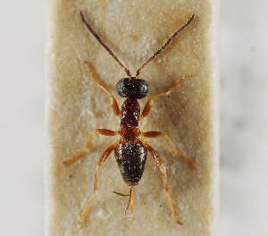  (Gelis papaveris - UK005-H02)  @11 [ ] CreativeCommons Attribution (by)  The Trustees of the Natural History Museum, London Natural History Museum, London