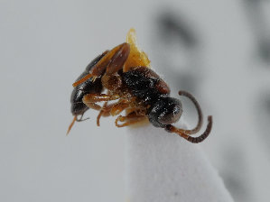  ( - UK005-B03)  @11 [ ] CreativeCommons Attribution (by)  The Trustees of the Natural History Museum, London Natural History Museum, London