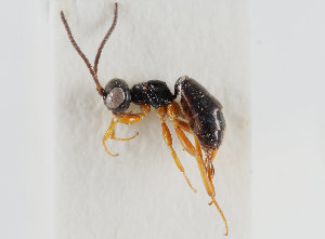  ( - UK005-C03)  @11 [ ] CreativeCommons Attribution (by)  The Trustees of the Natural History Museum, London Natural History Museum, London