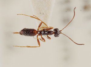  (Gelis seyrigi - UK005-D03)  @11 [ ] CreativeCommons Attribution (by)  The Trustees of the Natural History Museum, London Natural History Museum, London