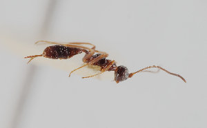  ( - UK005-D03)  @11 [ ] CreativeCommons Attribution (by)  The Trustees of the Natural History Museum, London Natural History Museum, London