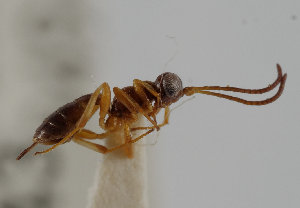  ( - UK005-F03)  @11 [ ] CreativeCommons Attribution (by)  The Trustees of the Natural History Museum, London Natural History Museum, London