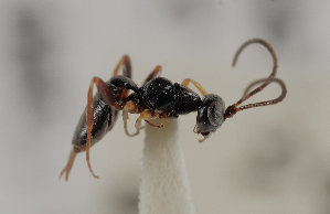  ( - UK005-G03)  @11 [ ] CreativeCommons Attribution (by)  The Trustees of the Natural History Museum, London Natural History Museum, London