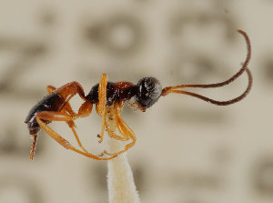  (Gelis lucidulus - UK005-H03)  @11 [ ] CreativeCommons Attribution (by)  The Trustees of the Natural History Museum, London Natural History Museum, London