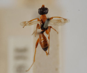  ( - UK005-A04)  @11 [ ] CreativeCommons Attribution (by)  The Trustees of the Natural History Museum, London Natural History Museum, London